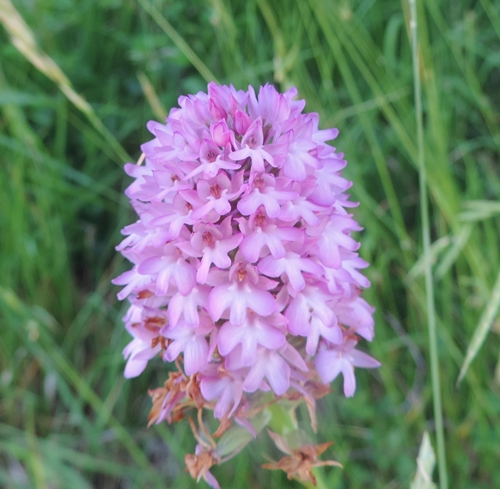 Anacamptis pyramidalis